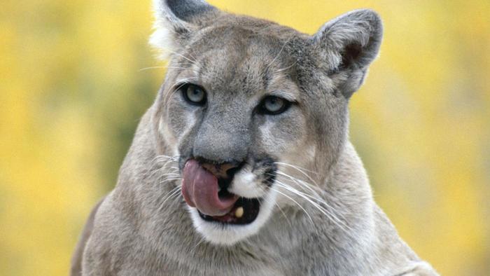 what-does-a-cougar-eat_f980df6800c71b33